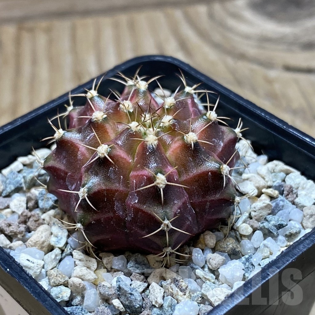SH21189 Gymnocalycium mihanovichii ‘Neon’ hybrid - 画像 (2)
