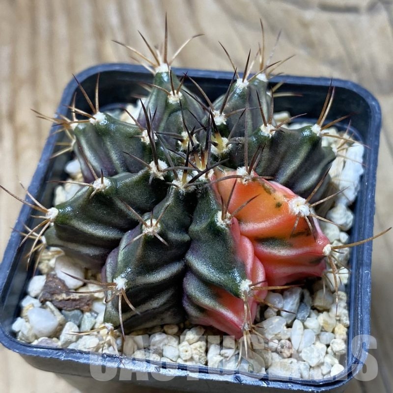 SH21190 Gymnocalycium mihanovichii hybrid f. variegata