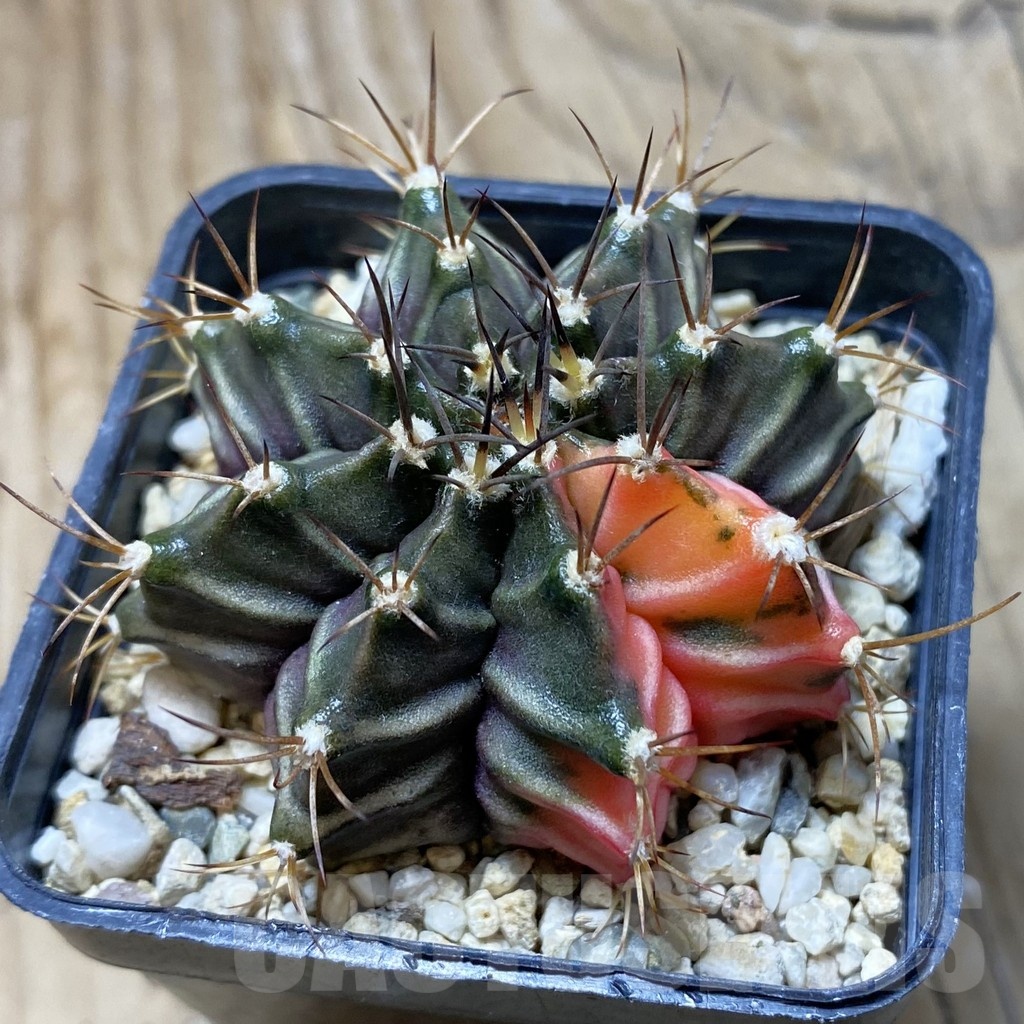 SH21190 Gymnocalycium mihanovichii hybrid f. variegata