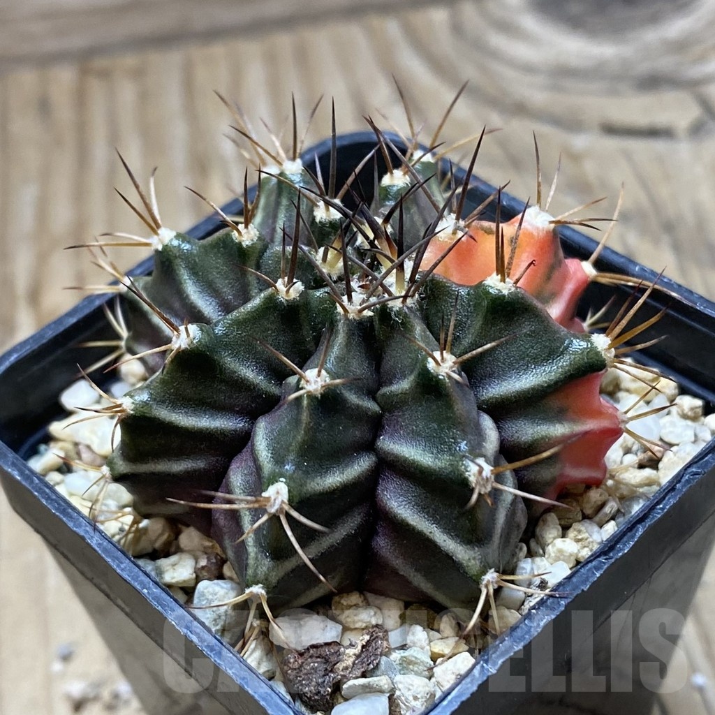 SH21190 Gymnocalycium mihanovichii hybrid f. variegata - Зображення 2