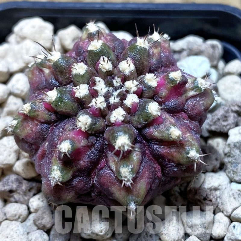 SH21192 Gymnocalycium mihanovichii ‘T-Lux’