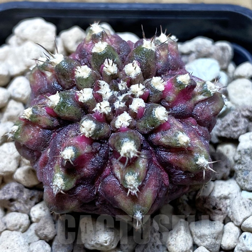 SH21192 Gymnocalycium mihanovichii ‘T-Lux’