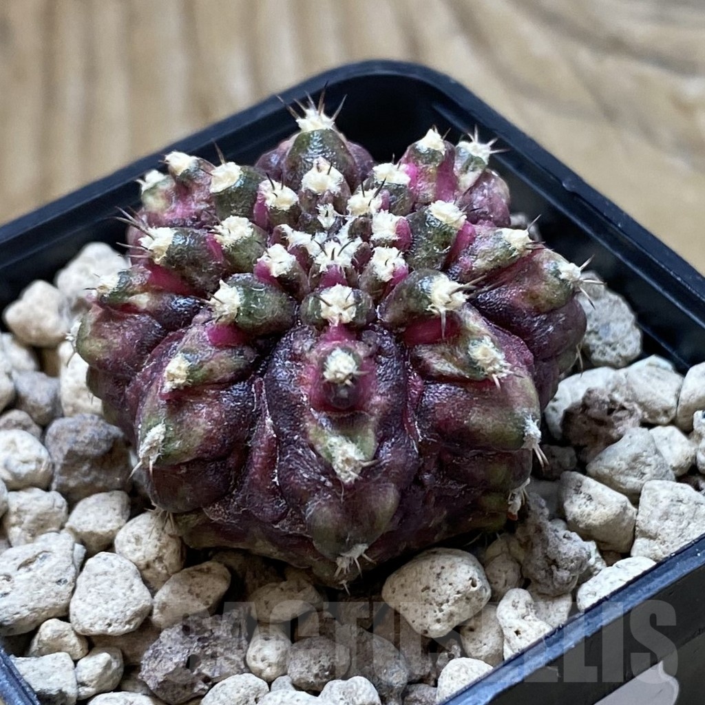 SH21192 Gymnocalycium mihanovichii ‘T-Lux’ - Obrázek 2