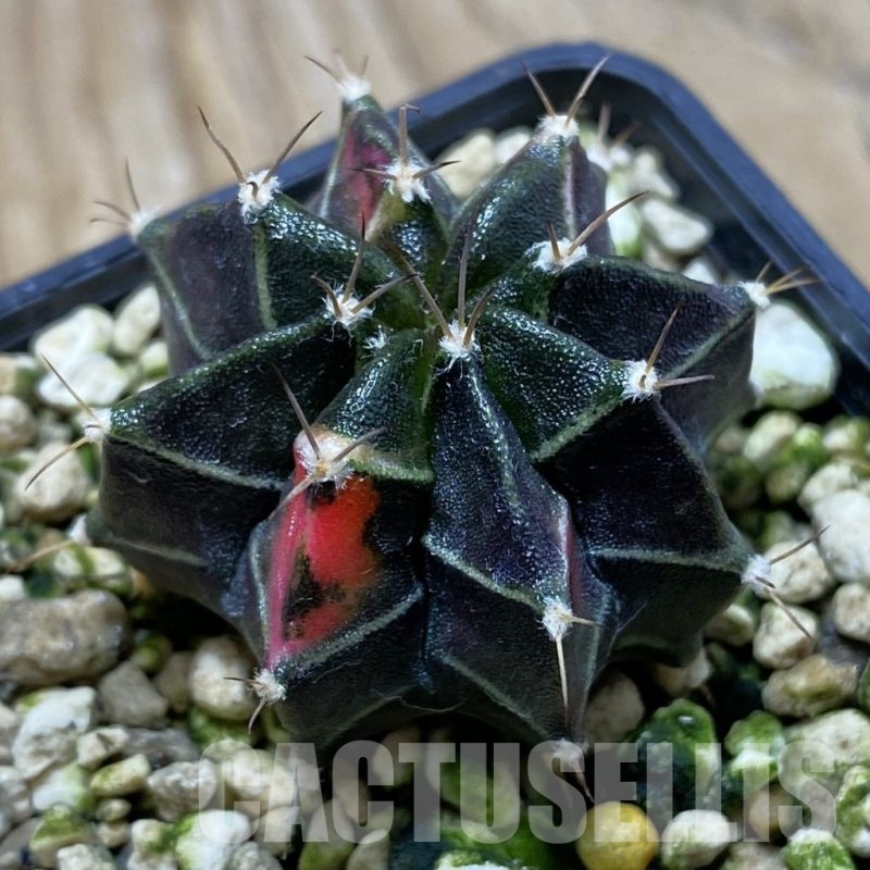 SH21193 Gymnocalycium mihanovichii hybrid f. variegata