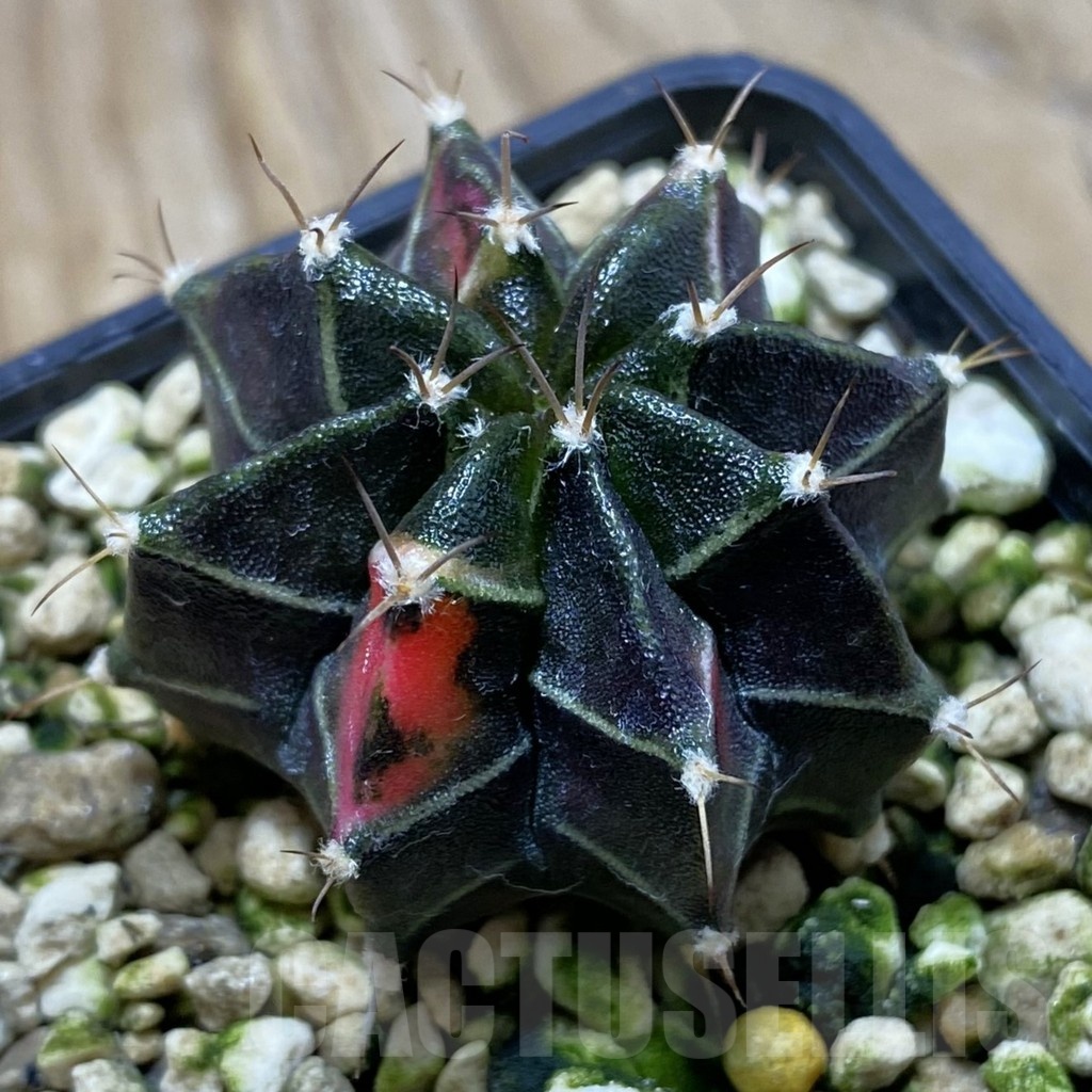 SH21193 Gymnocalycium mihanovichii hybrid f. variegata