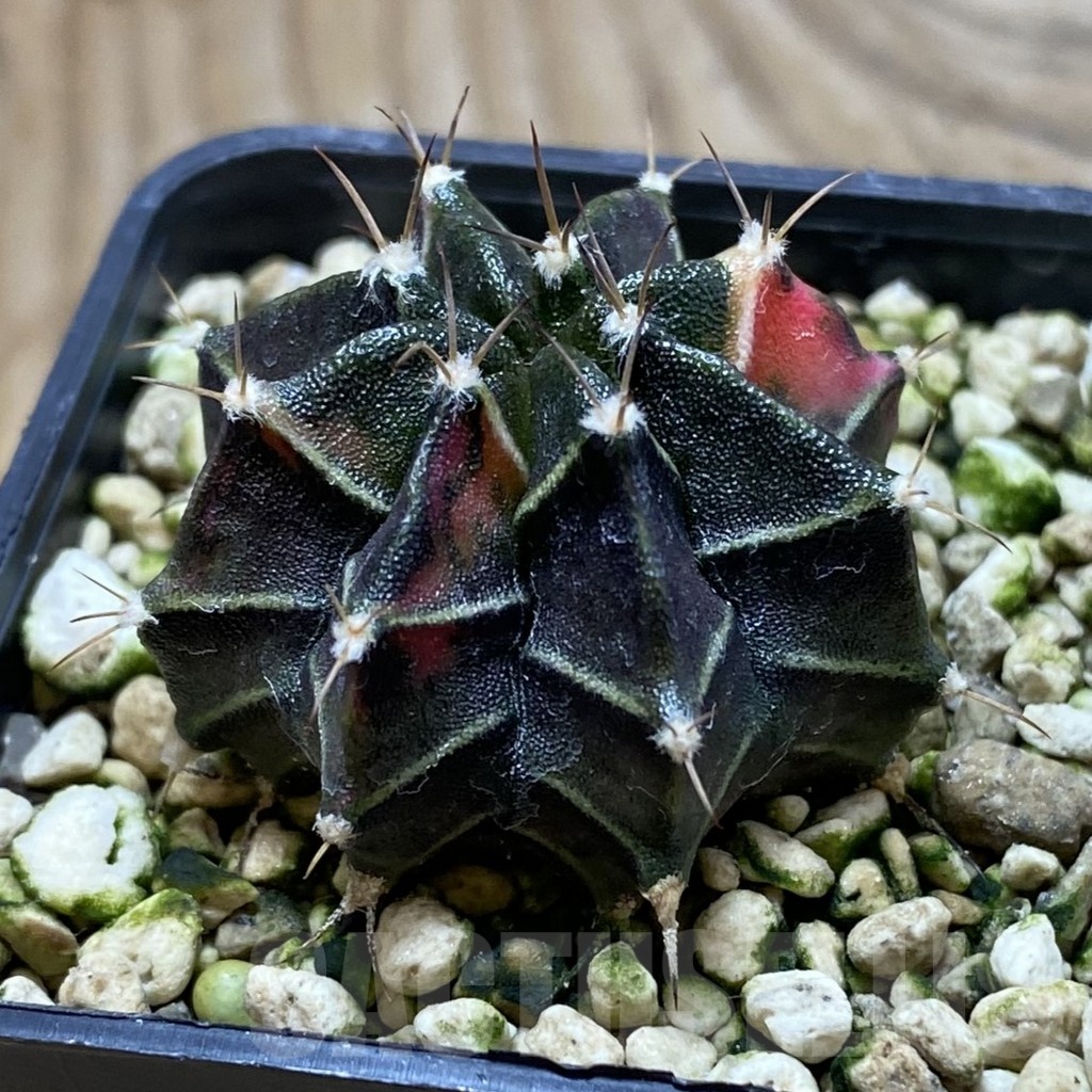 SH21193 Gymnocalycium mihanovichii hybrid f. variegata - Obrázek 2
