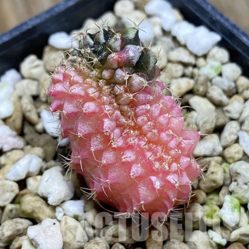SH21194 Gymnocalycium mihanovichii f. cristata variegata