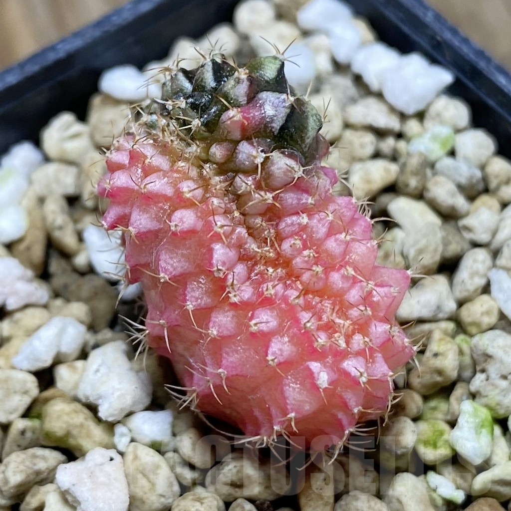 SH21194 Gymnocalycium mihanovichii f. cristata variegata
