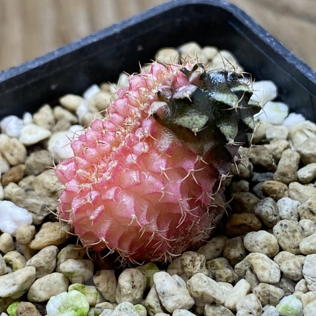 SH21194 Gymnocalycium mihanovichii f. cristata variegata - Image 2