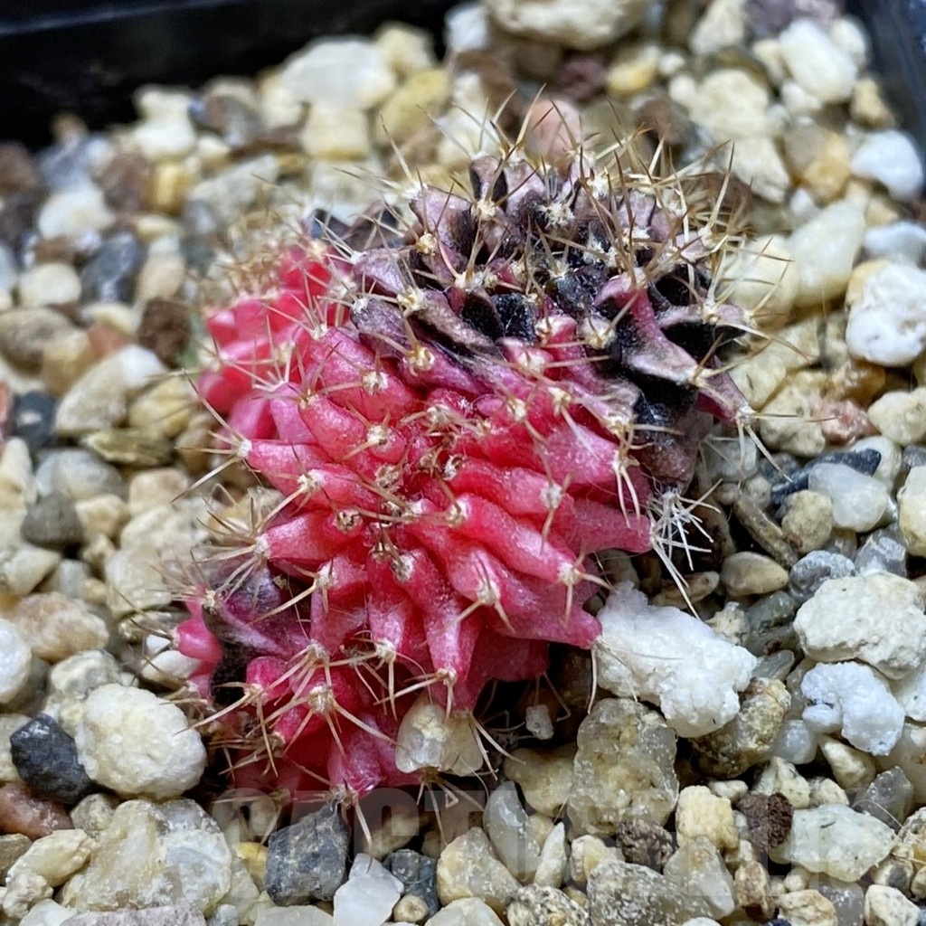 SH21195 Gymnocalycium mihanovichii f. cristata variegata