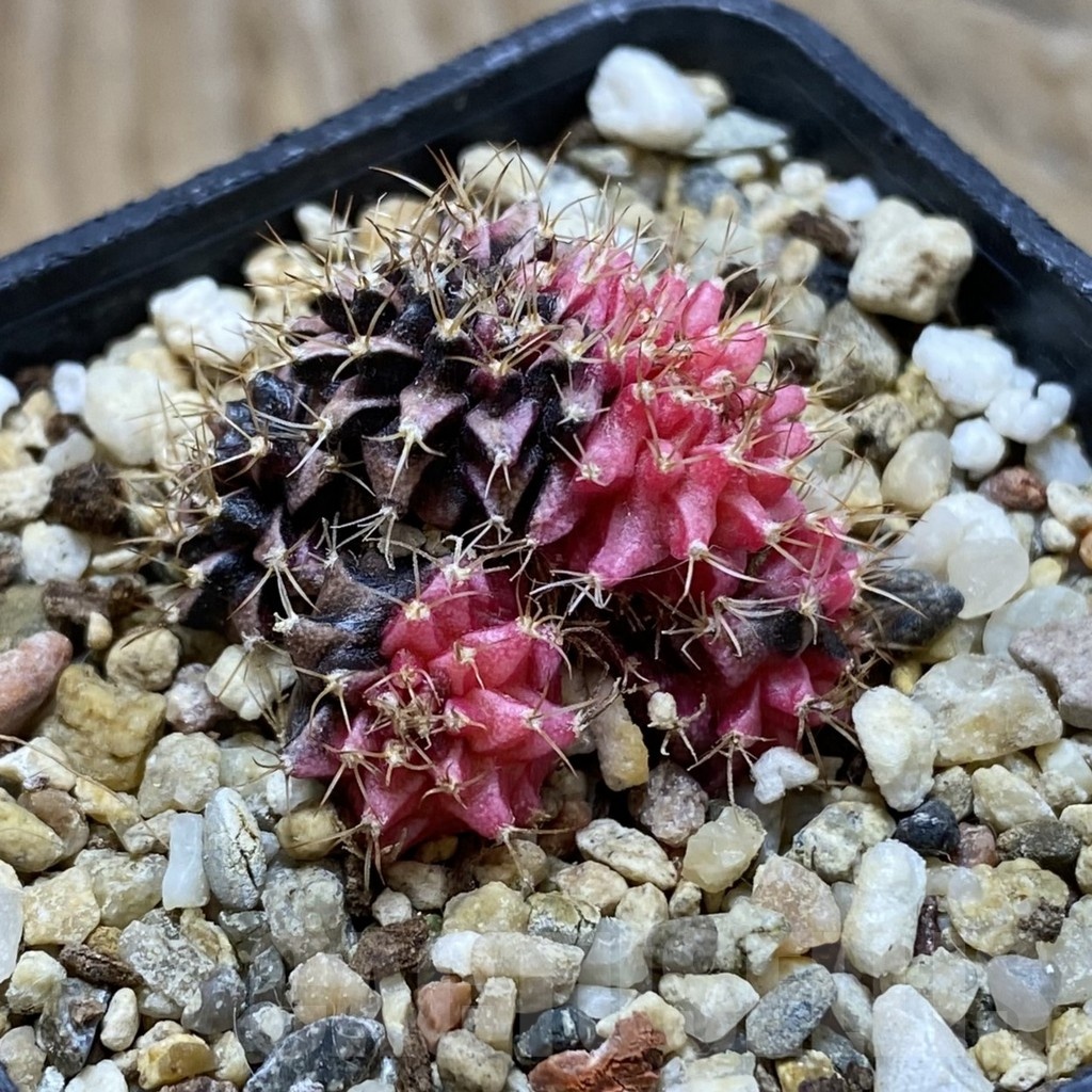 SH21195 Gymnocalycium mihanovichii f. cristata variegata - Image 2