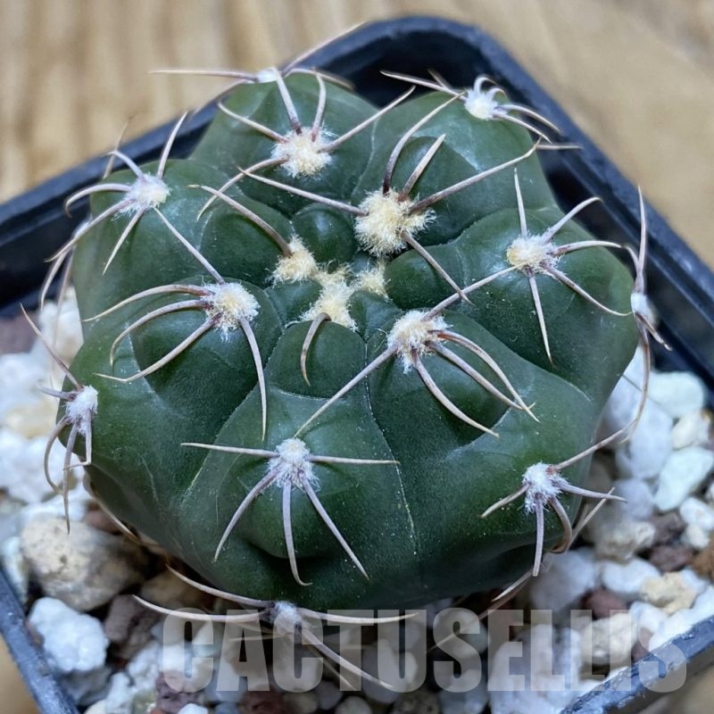 SH21196 Gymnocalycium aff. gaponii