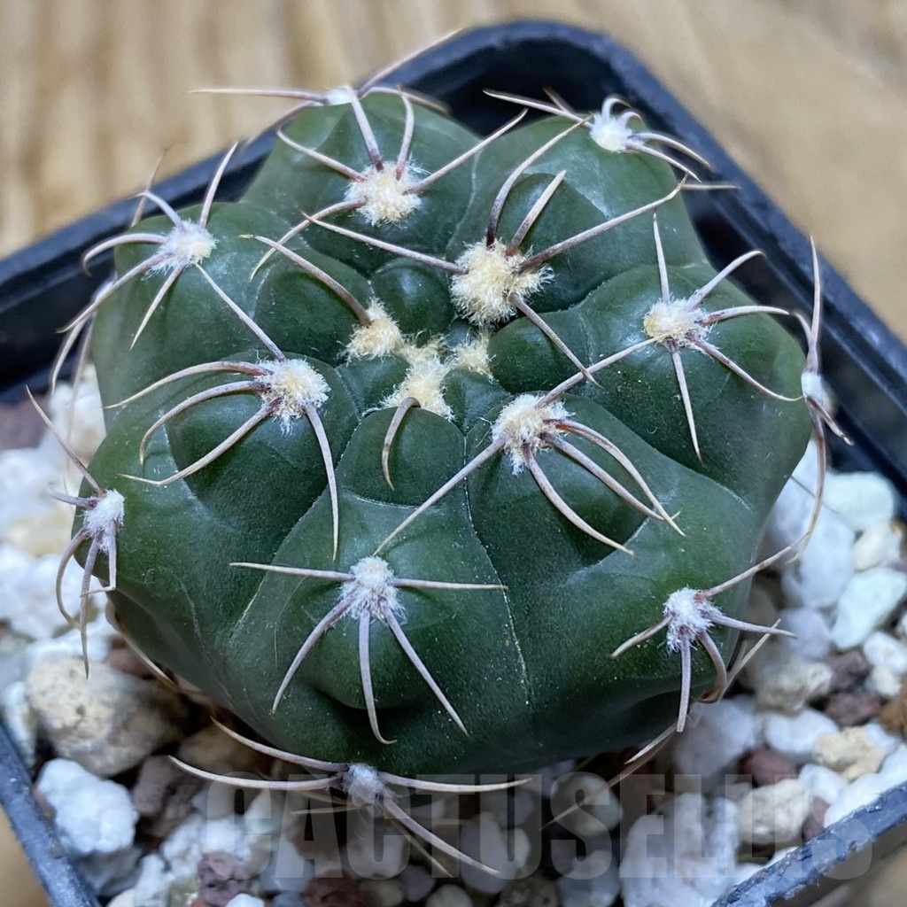 SH21196 Gymnocalycium aff. gaponii