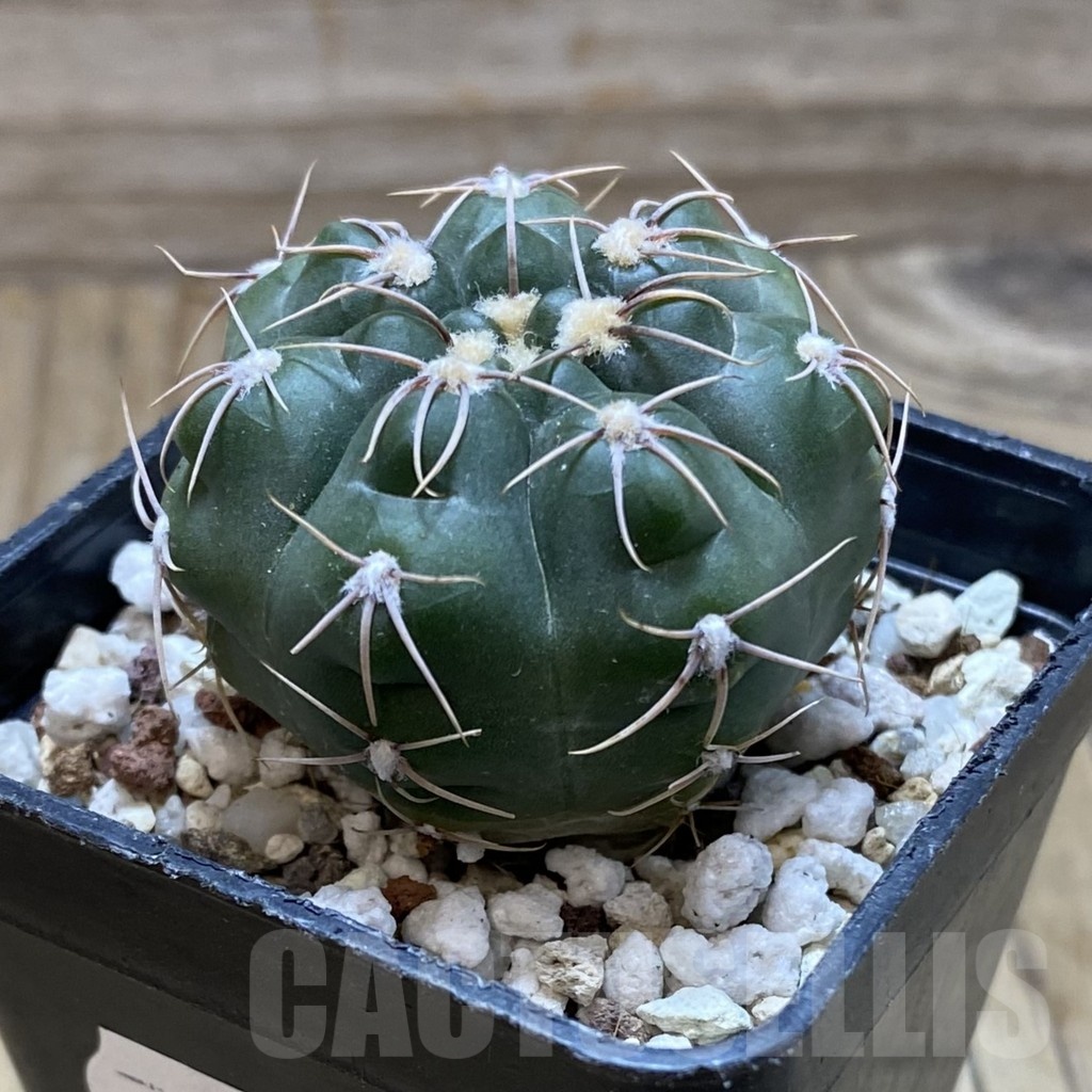 SH21196 Gymnocalycium aff. gaponii - Image 2