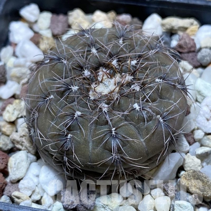 SH21197 Gymnocalycium taningaense P212