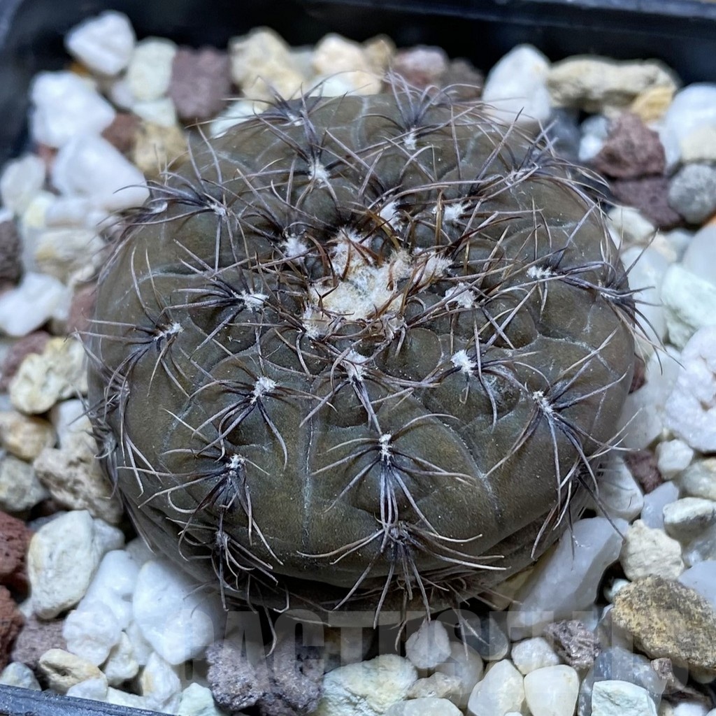 SH21197 Gymnocalycium taningaense P212