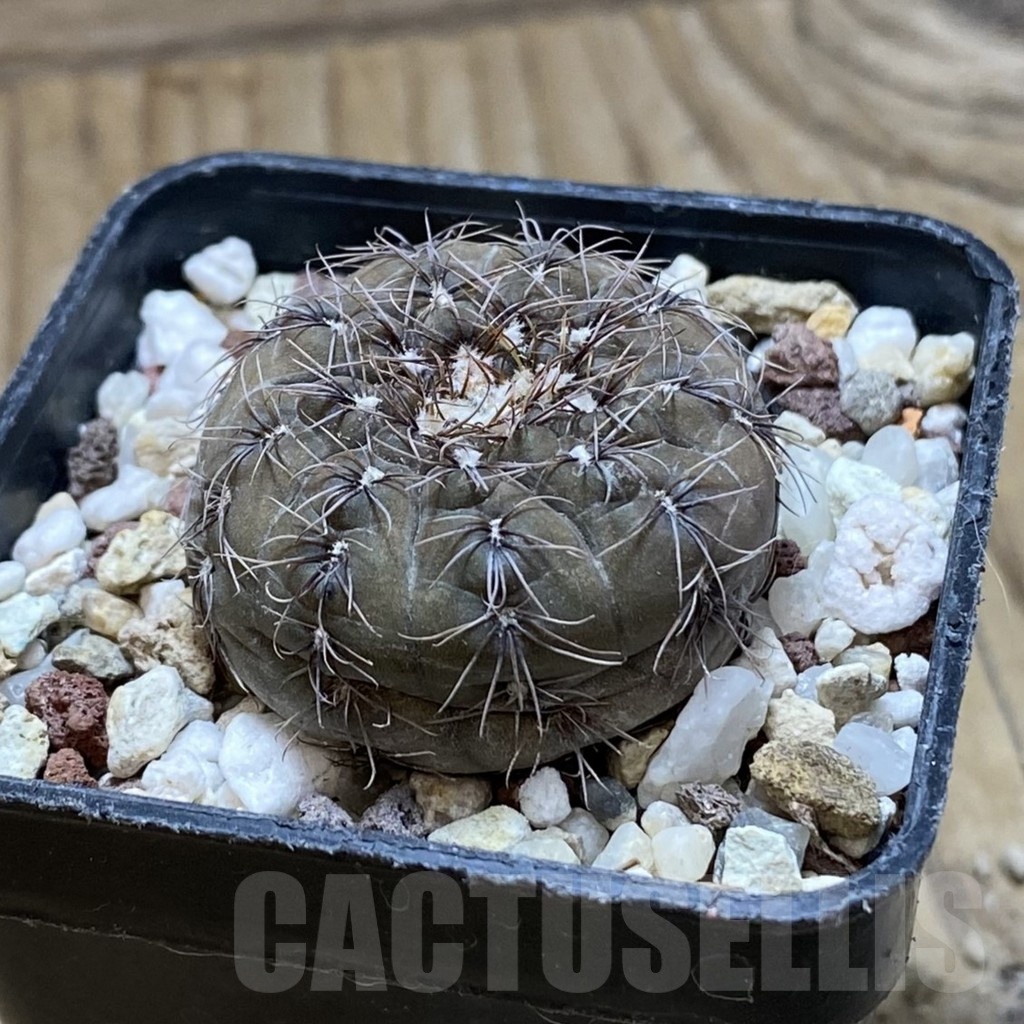 SH21197 Gymnocalycium taningaense P212 - Зображення 2