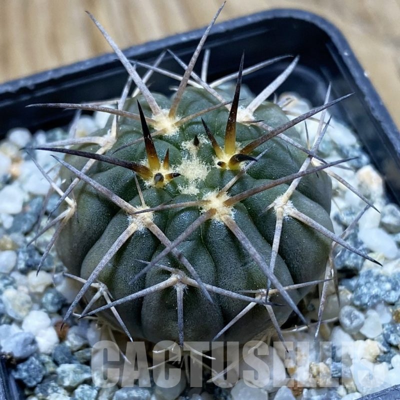 SH21198 Gymnocalycium spegazzinii DJF 248