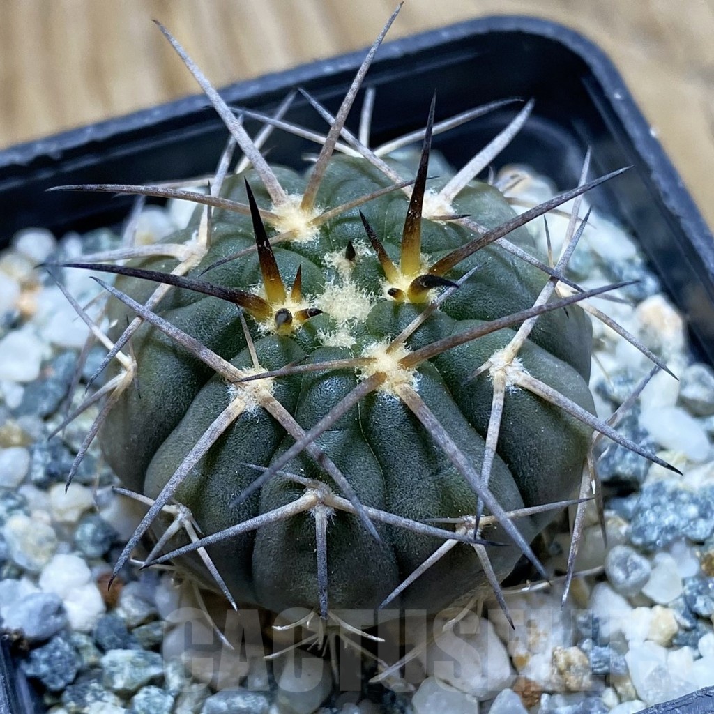 SH21198 Gymnocalycium spegazzinii DJF 248