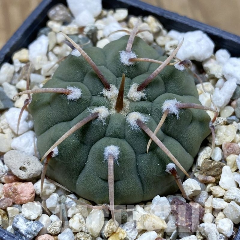 SH21199 Gymnocalycium vatteri, selection