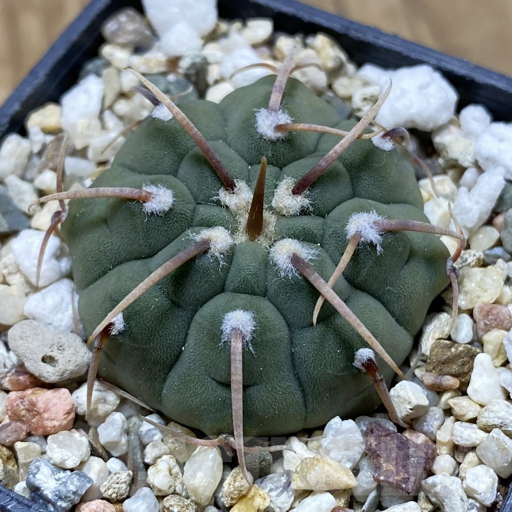 SH21199 Gymnocalycium vatteri, selection