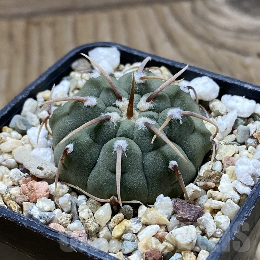 SH21199 Gymnocalycium vatteri, selection - Image 2