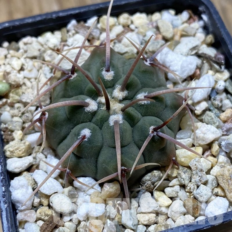 SH21200 Gymnocalycium vatteri, selection
