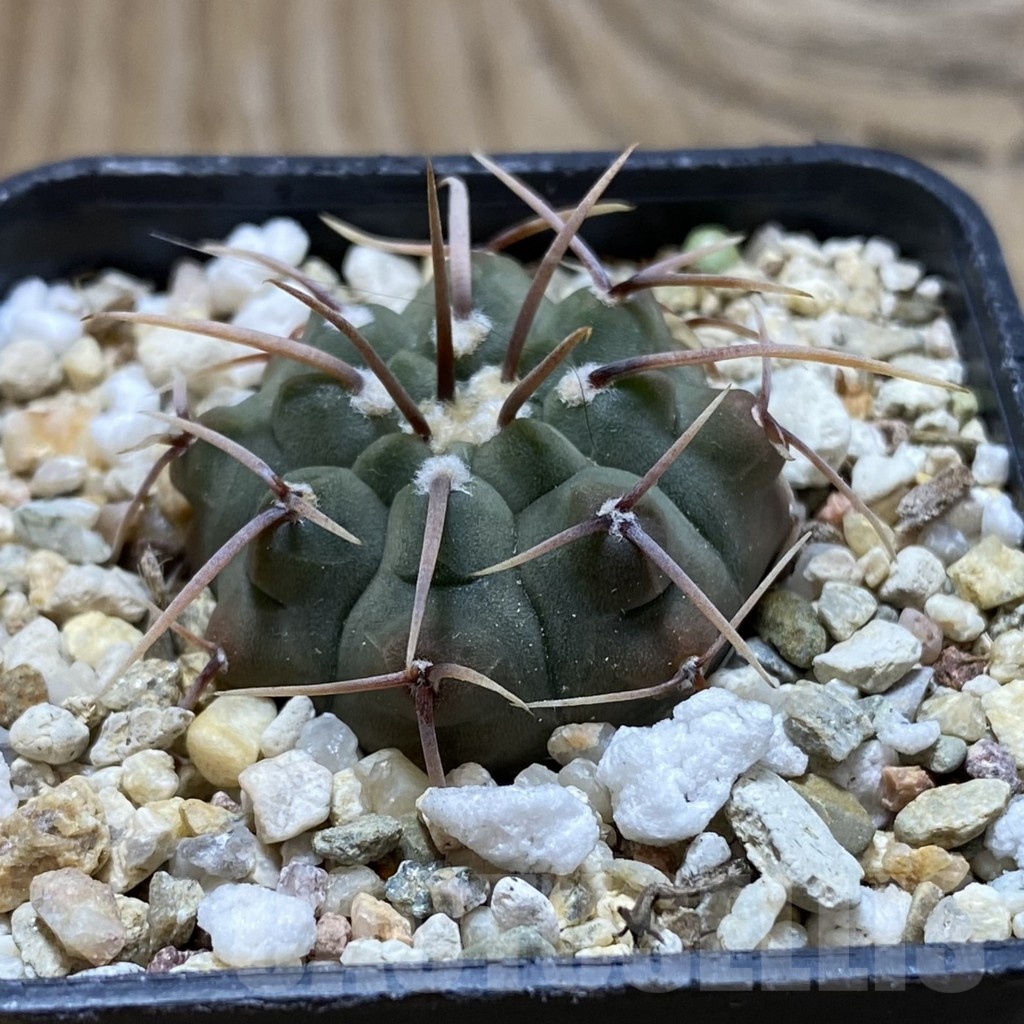 SH21200 Gymnocalycium vatteri, selection - Зображення 2