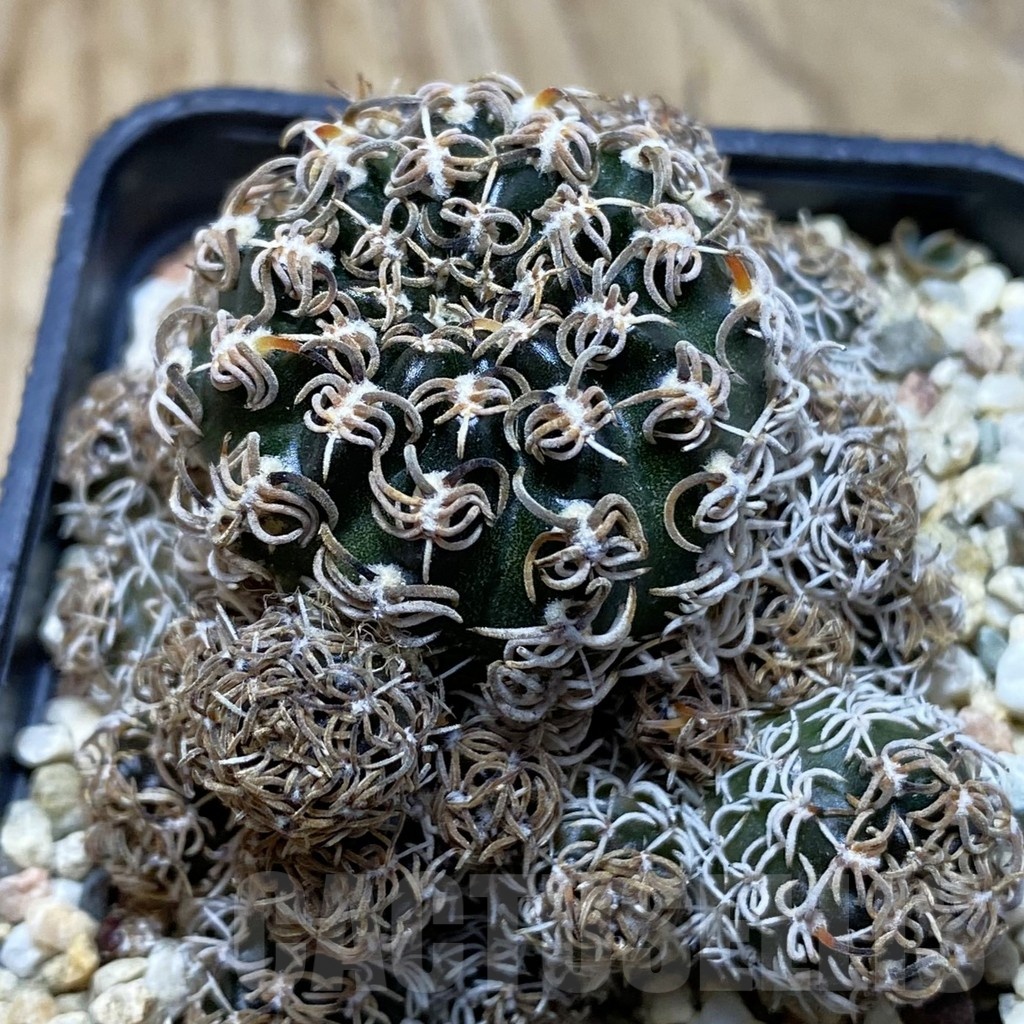 SH21201 Lobivia chilensis