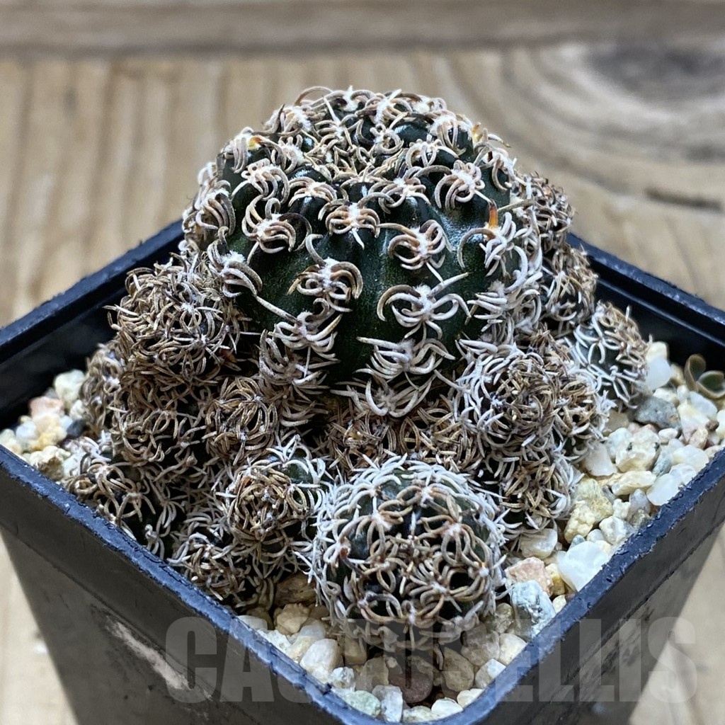 SH21201 Lobivia chilensis - Image 2