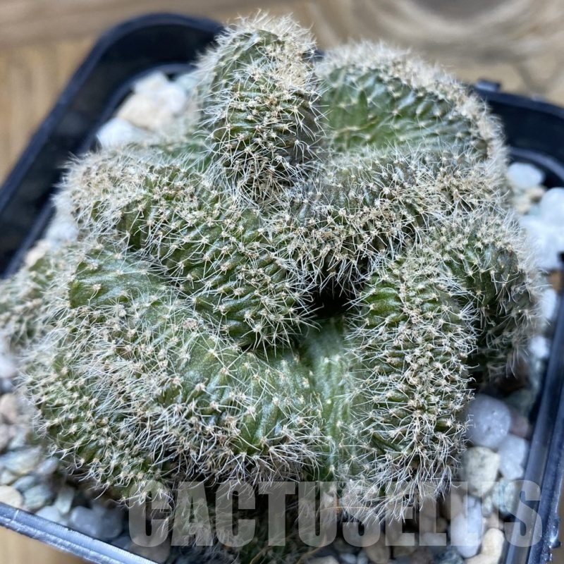 SH21144 Echinopsis sp. f. cristata