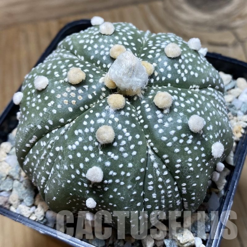 SH21148 Astrophytum asterias ‘Kikko’, 5-ribs
