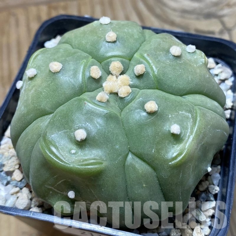 SH21149 Astrophytum asterias ‘Kikko’, 5-ribs