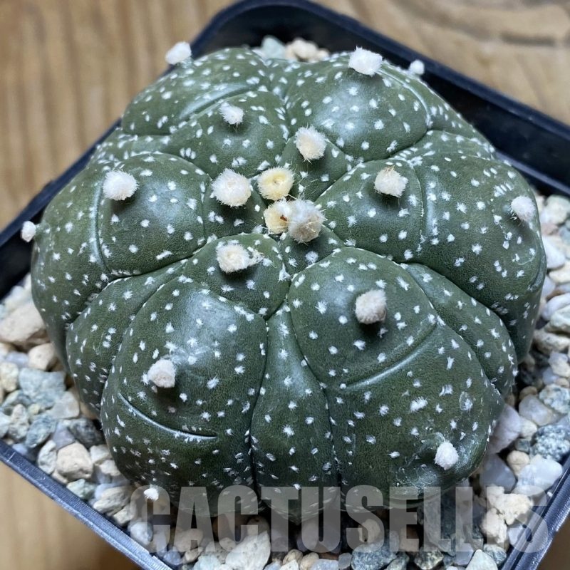 SH21150 Astrophytum asterias ‘Kikko’, 6-ribs