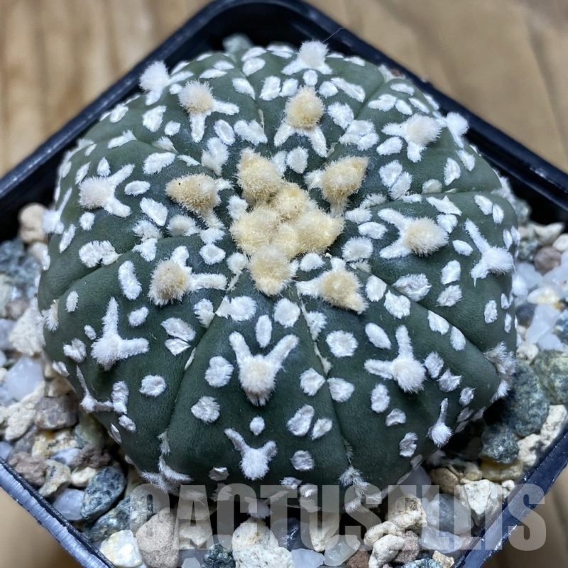 SH21153 Astrophytum asterias ‘Super Kabuto’ V-type