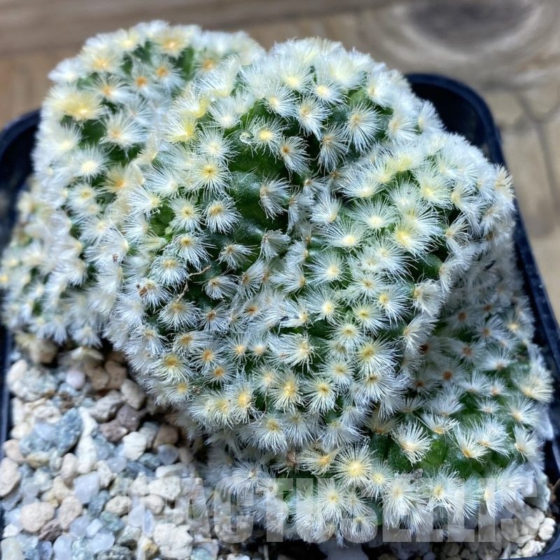 SH21139 Mammillaria carmenae f. cristata