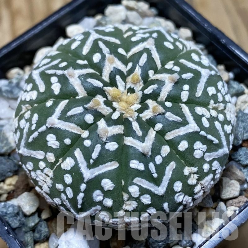 SH21155 Astrophytum asterias ‘Super Kabuto’ V-type