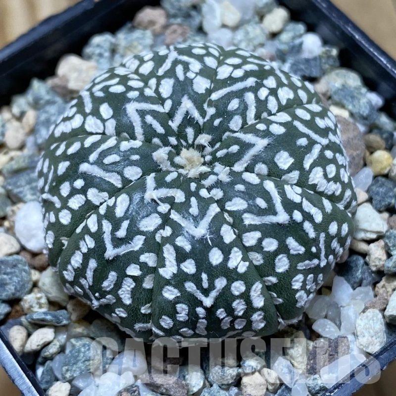 SH21156 Astrophytum asterias ‘Super Kabuto’ V-type