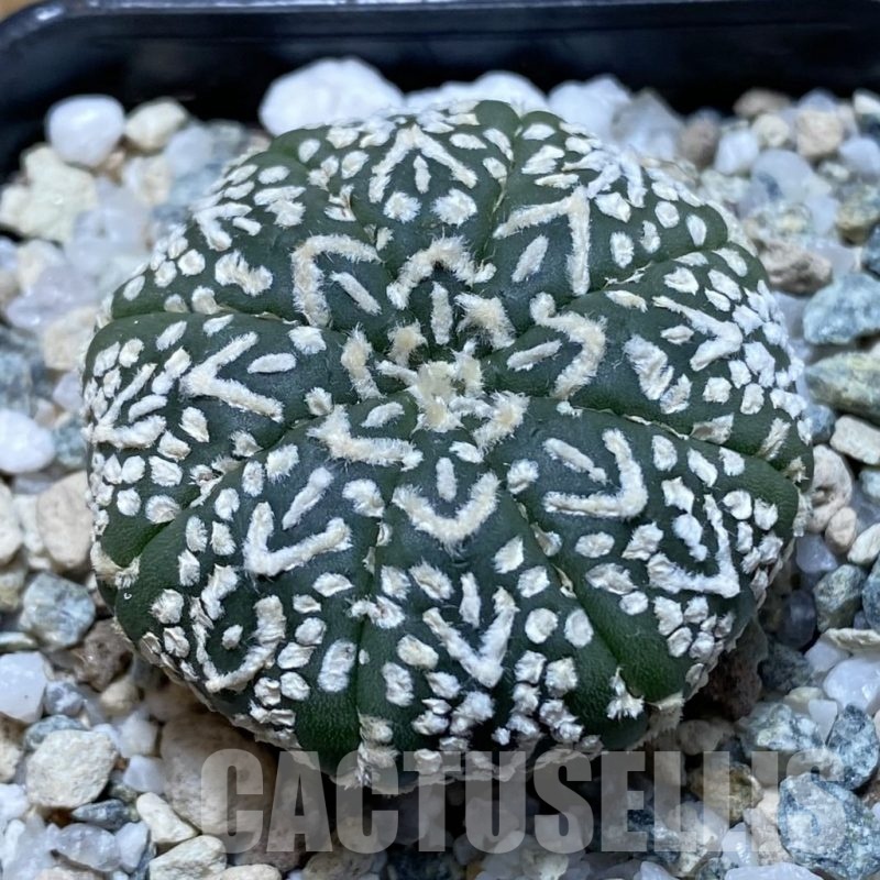 SH21157 Astrophytum asterias ‘Super Kabuto’ V-type