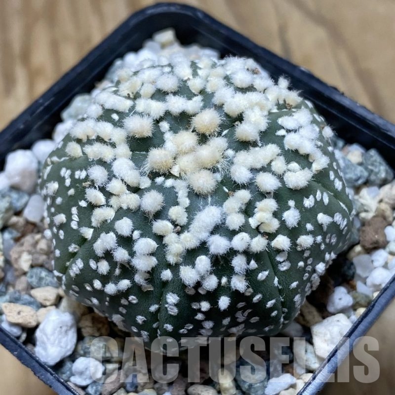 SH21158 Astrophytum asterias ‘Hanazono’
