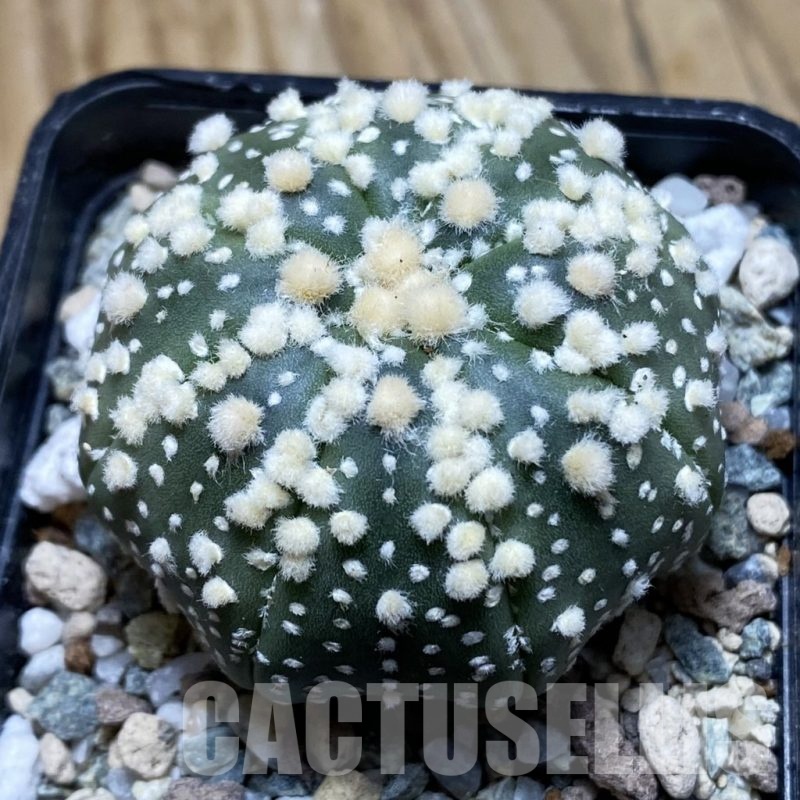SH21159 Astrophytum asterias ‘Hanazono’