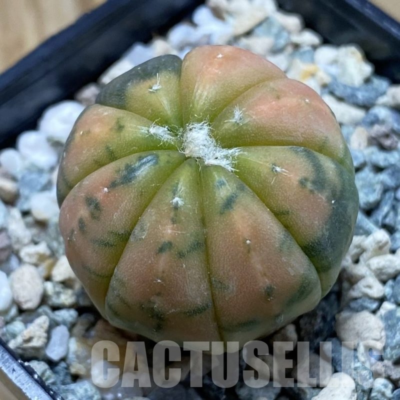 SH21160 Astrophytum asterias ‘Purple Skin’ f. variegata