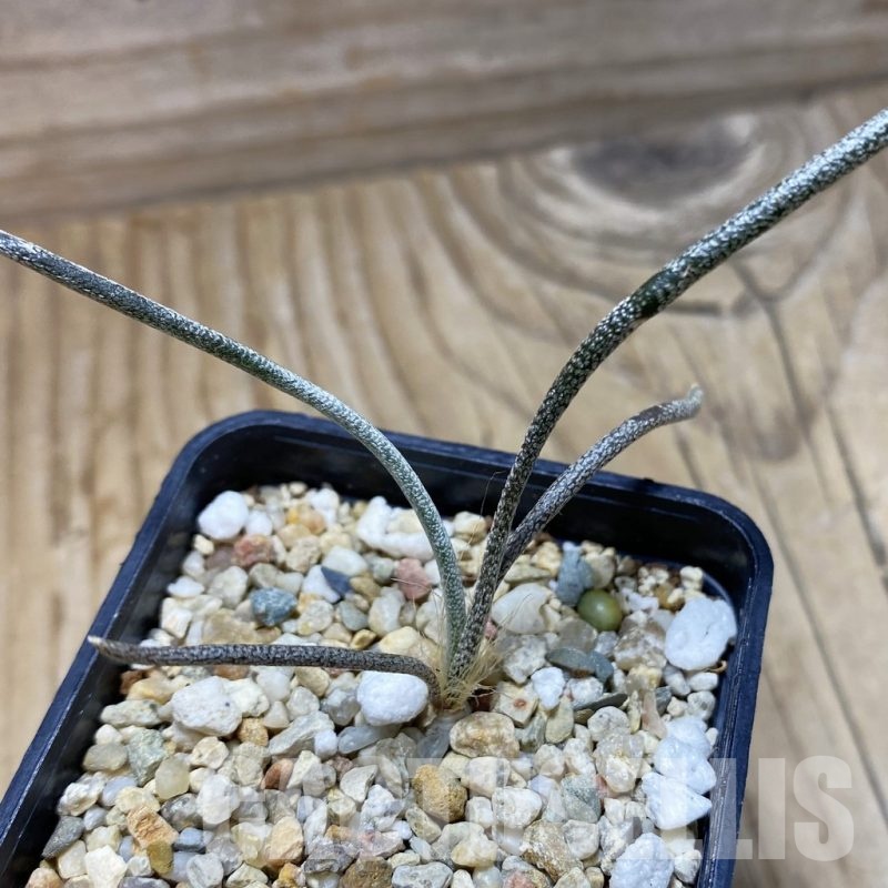 SH21161 Astrophytum caput-medusae, seedling