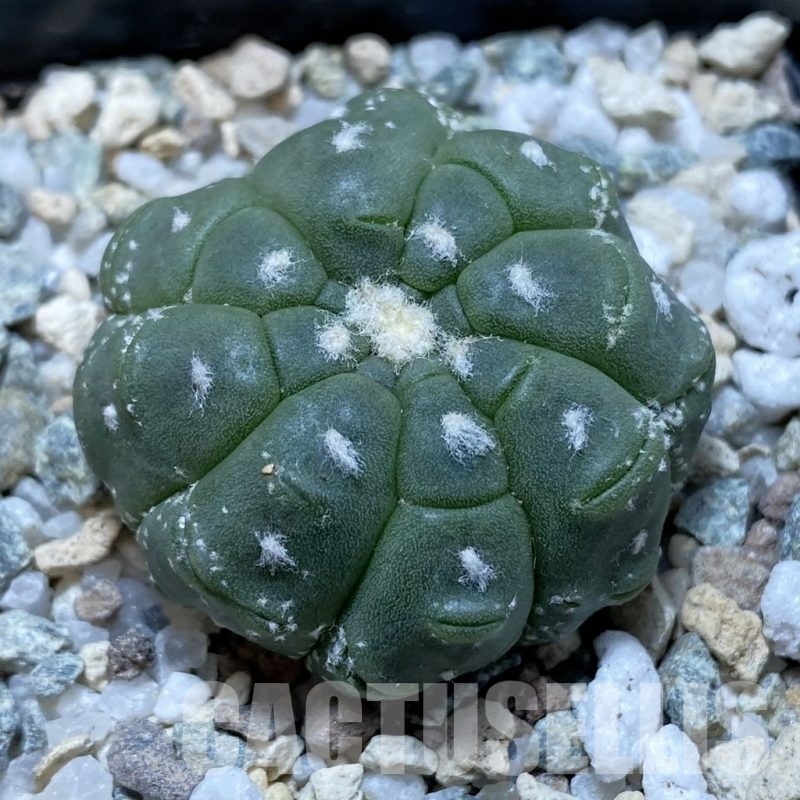 SH21163 Astrophytum asterias ‘Kikko Lizard Skin’