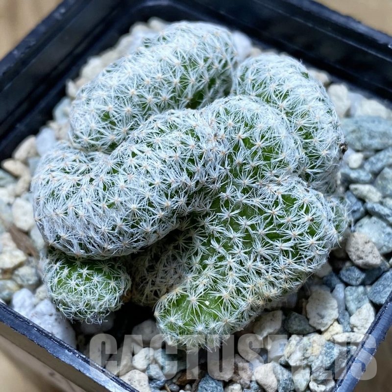 SH21164 Mammillaria humboldtii f. cristata