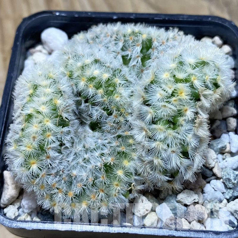 SH21165 Mammillaria carmenae f. cristata