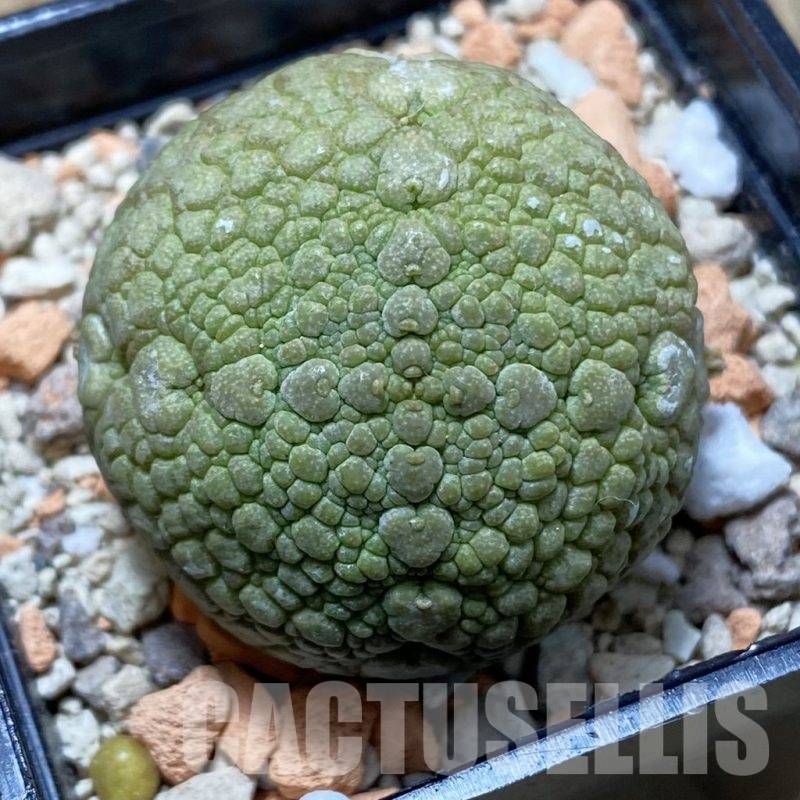 SH21169 Pseudolithos migiurtinus