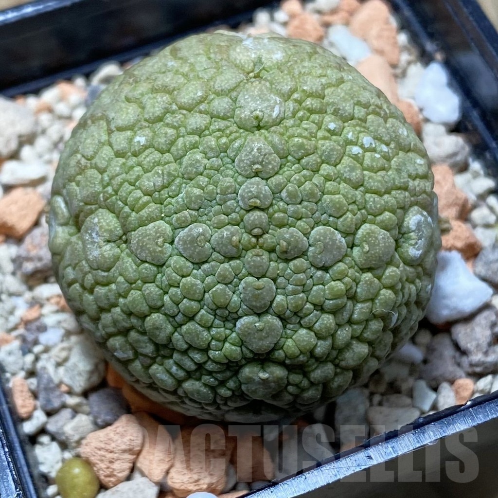 SH21169 Pseudolithos migiurtinus