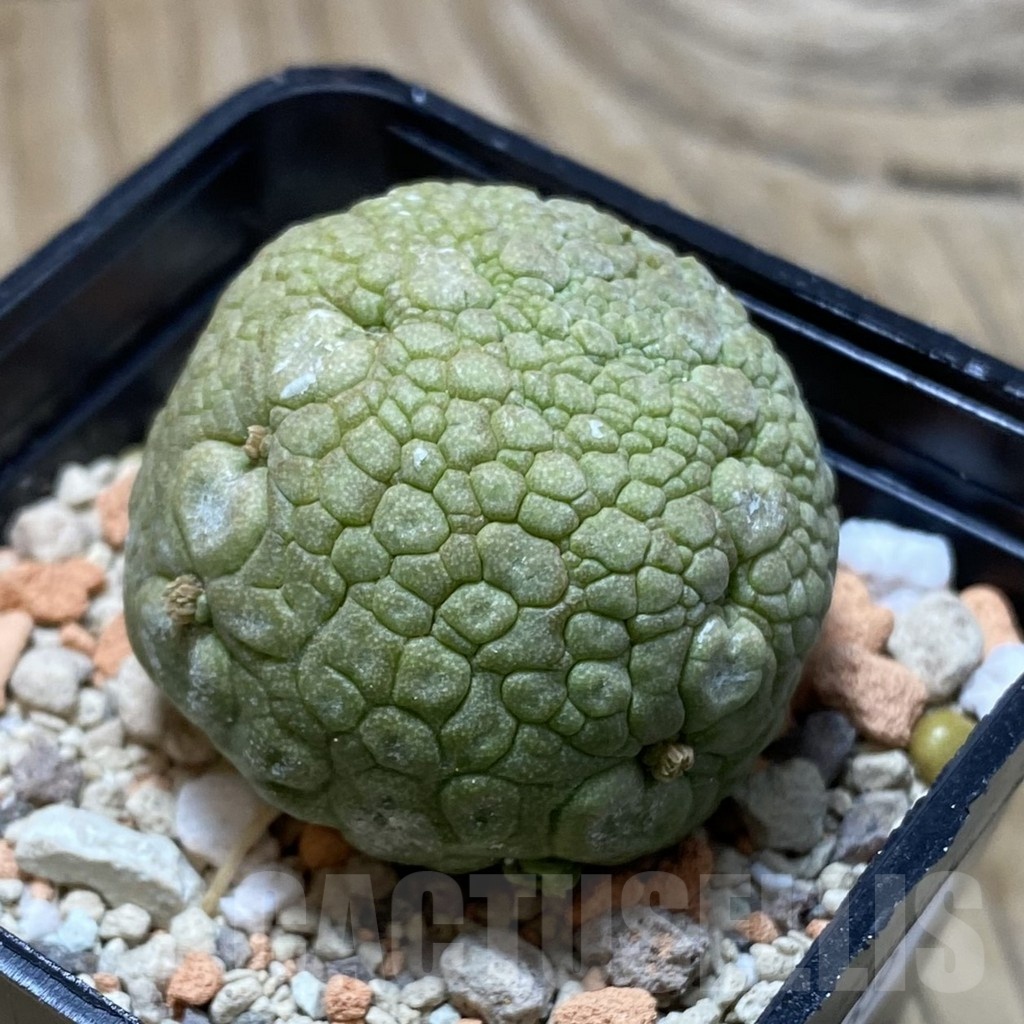 SH21169 Pseudolithos migiurtinus - Image 2