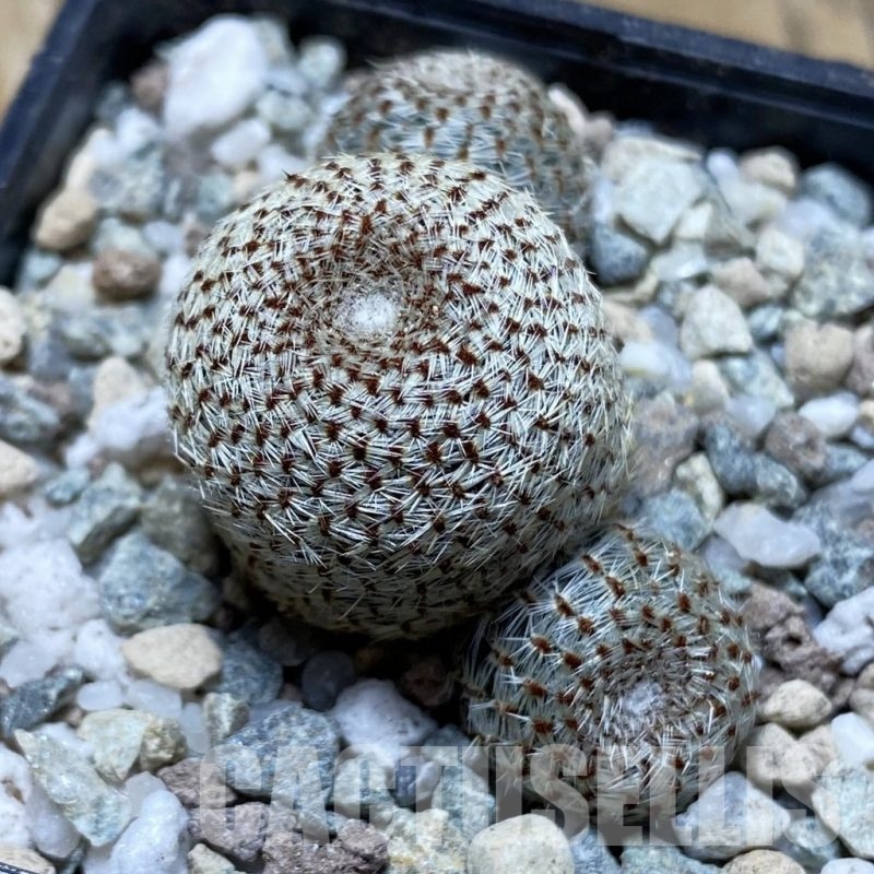 SH21170 Rebutia heliosa